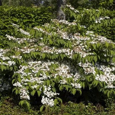 Container 60 - 70 - Japanischer Schneeball - Viburnum plicatum f. tomentosum