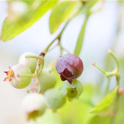  8 - 10 - Preiselbeere - Vaccinium vitis-idaea 'Koralle'