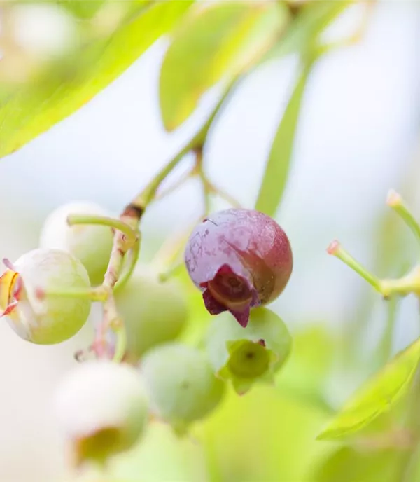 Vaccinium vitis-idaea 'Koralle'