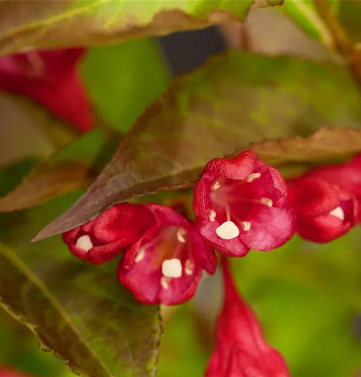 Weigelie - Weigela 'Nain Rouge'