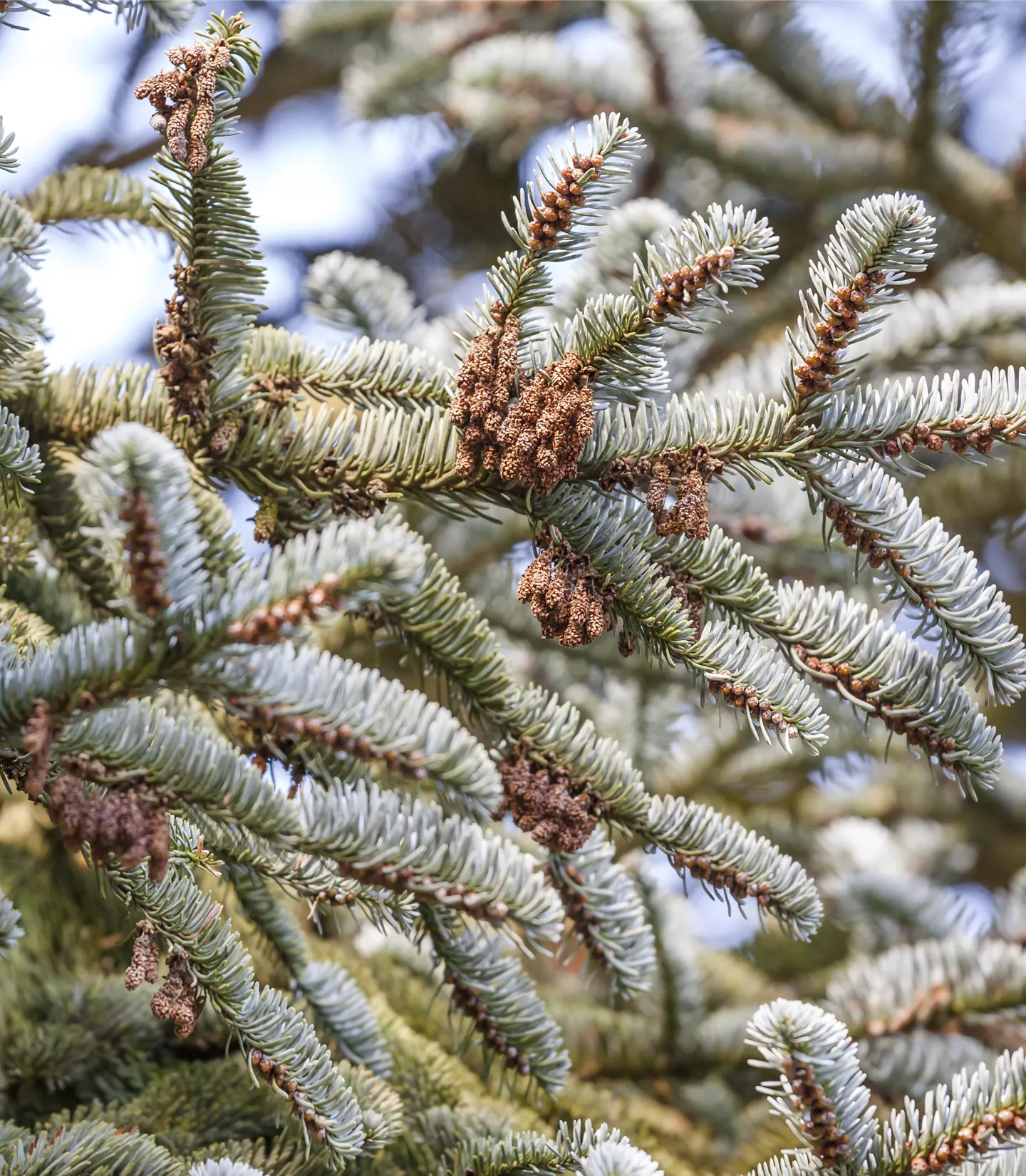 Abies koreana