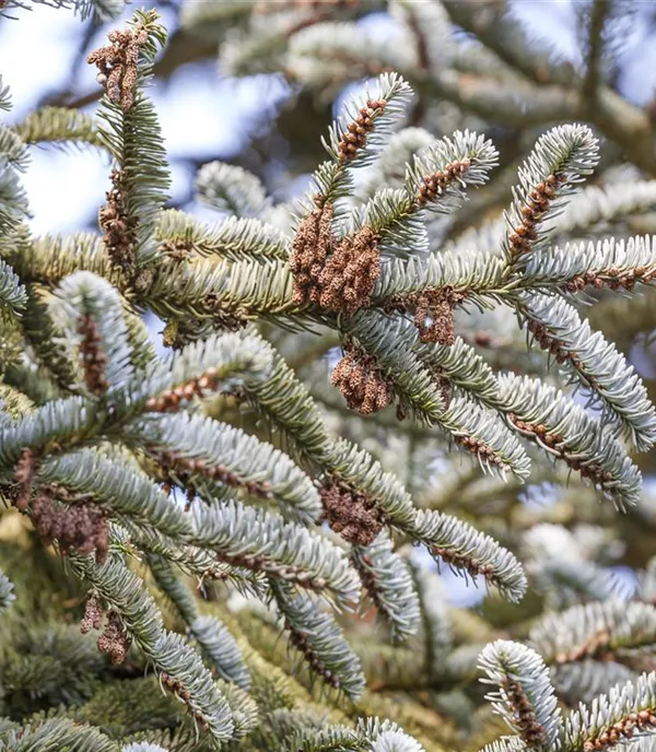 Abies koreana