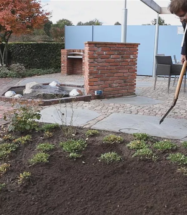 Fadenzypresse - Einpflanzen im Garten