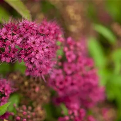 Topfgrösse 4 Liter - Spierstrauch - Spiraea japonica 'Anthony Waterer'