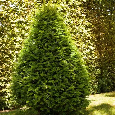 im Container Höhe 50-60cm - Eiben-Pyramide - Taxus baccata Pyramide