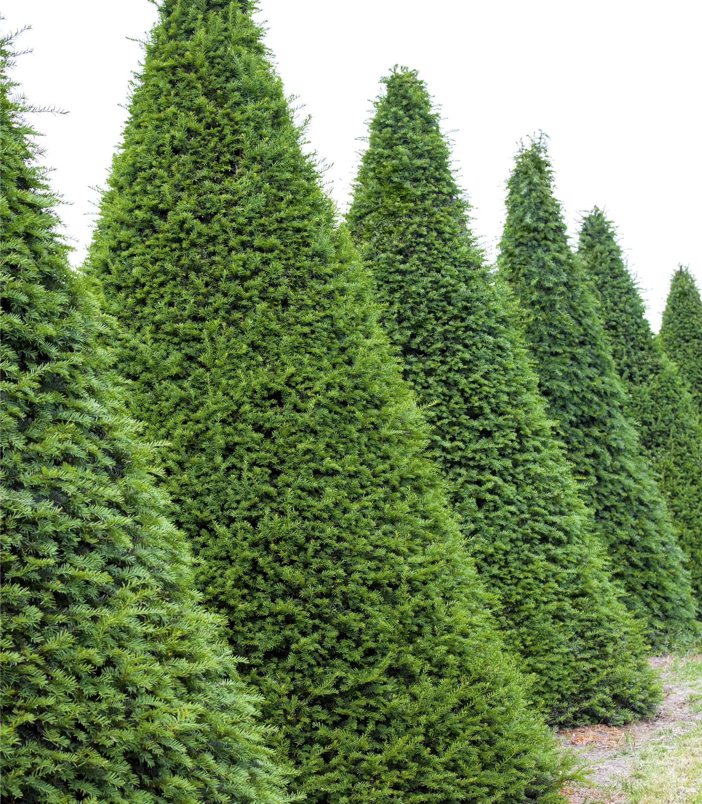 Taxus baccata Kegel