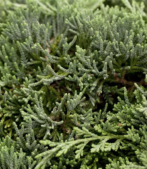 Juniperus horizontalis 'Icee Blue'