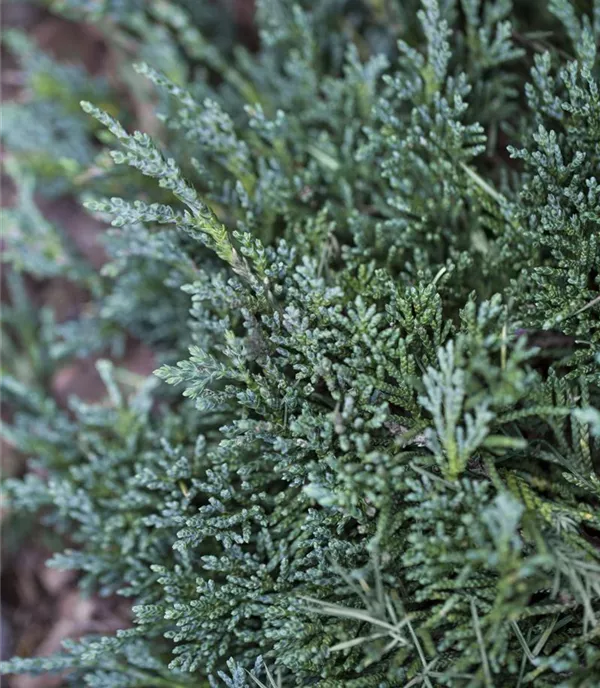 Juniperus horizontalis 'Wiltonii'