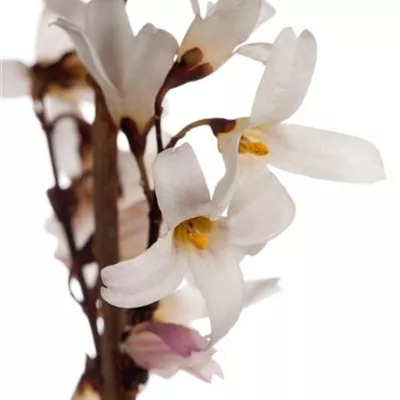 Container 50 - 60 - Abeliophyllum - Abeliophyllum distichum