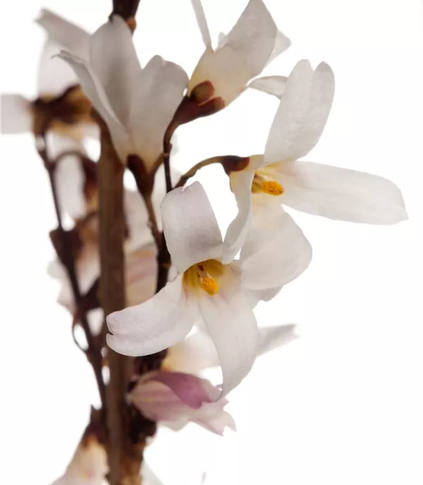 Abeliophyllum distichum