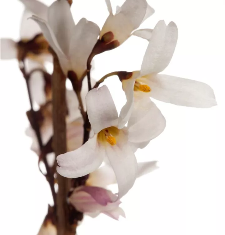 Abeliophyllum - Abeliophyllum distichum