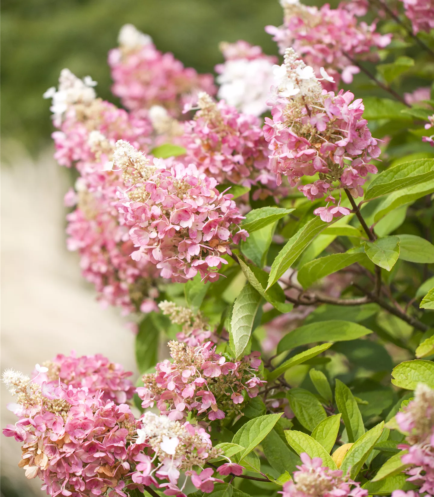 Hydrangea paniculata 'Pinky Winky'