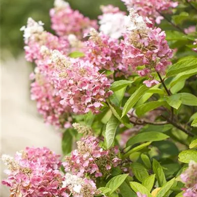 Topfgrösse 10 Liter - Rispen-Hortensie - Hydrangea paniculata 'Pinky Winky'