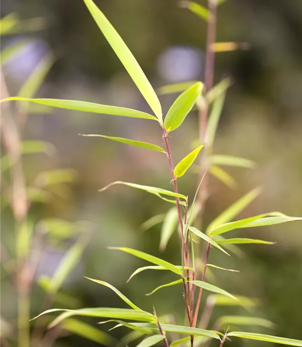 Fargesia robusta 'Campbell'