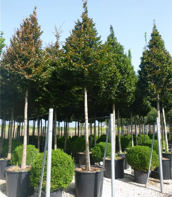 Carpinus betulus 'Fastigiata'