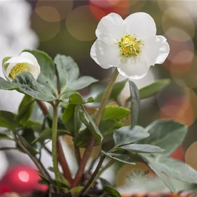 Topfgrösse 0.5 Liter - Christrose - Helleborus niger