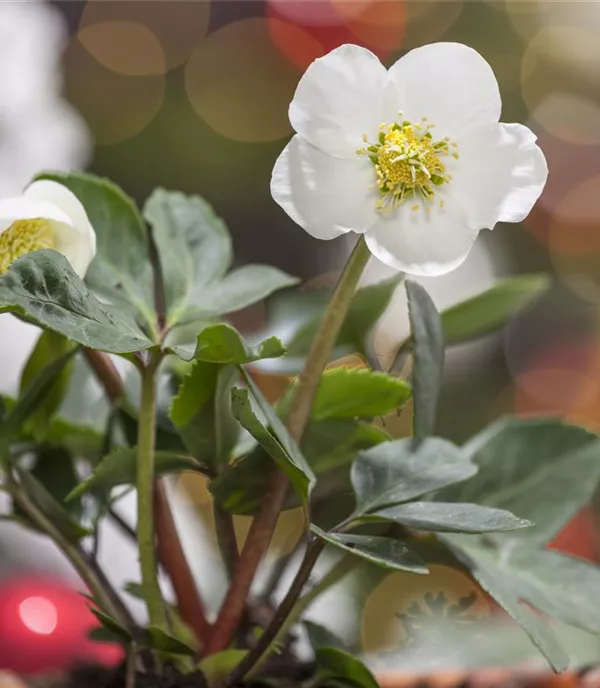 Helleborus niger