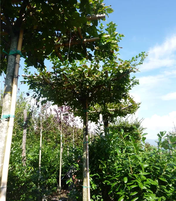 Carpinus betulus dachförmig