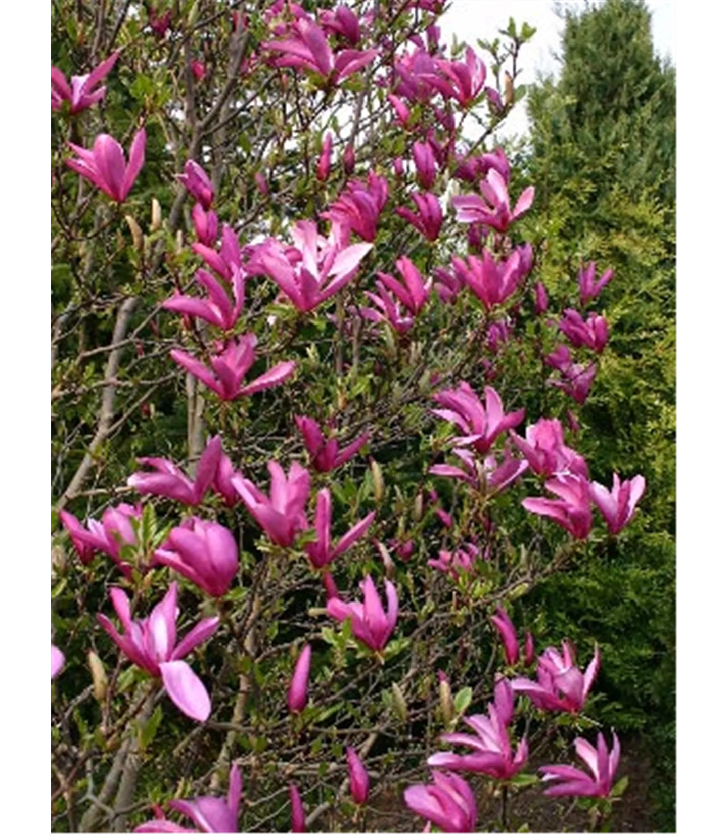 Magnolia 'Susan'