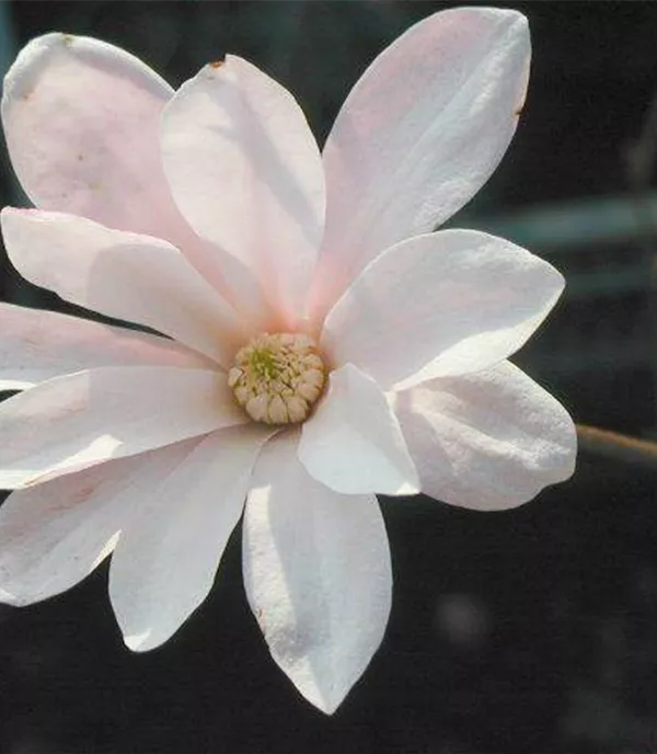 Magnolia loebneri (x) 'Leonard Messel'