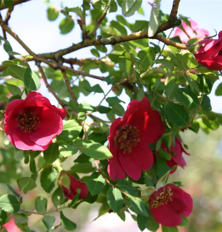 Mandarin-Rose - Rosa moyesii