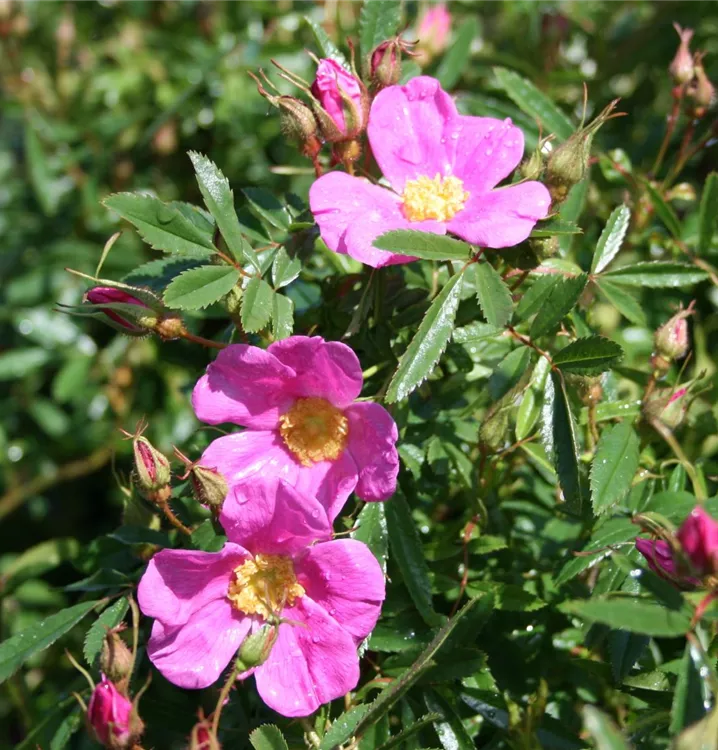 Glanzblättrige Rose - Rosa nitida