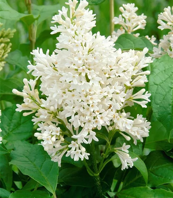 Syringa 'Agnes Smith'