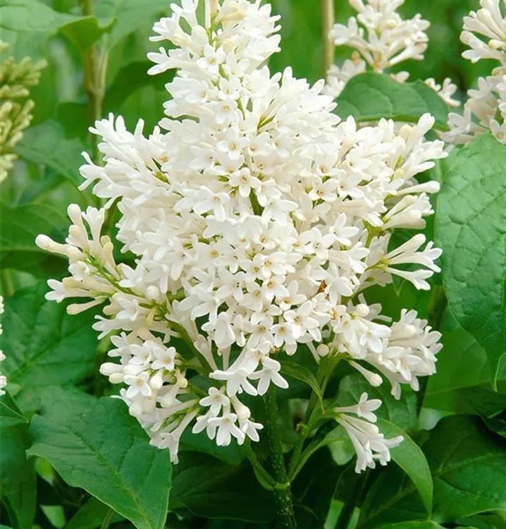 Flieder - Syringa 'Agnes Smith'