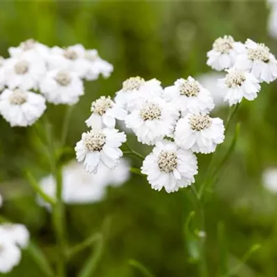 Topfgrösse 1 Liter - Garten-Bertrams-Garbe 'The Pearl' - Achillea ptarmica 'The Pearl'