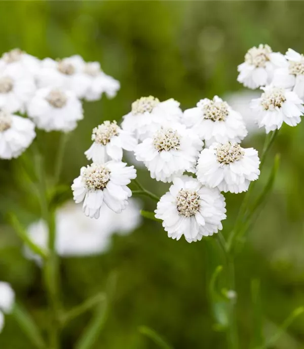 Achillea ptarmica 'The Pearl'