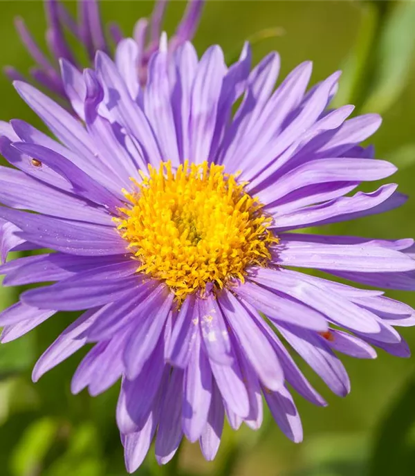 Aster alpinus 'Dunkle Schöne'