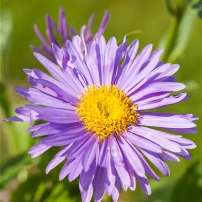 Topfgrösse 0.5 Liter - Alpenaster - Aster alpinus CH-Oekotyp