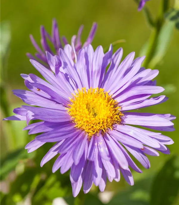 Aster alpinus CH-Oekotyp