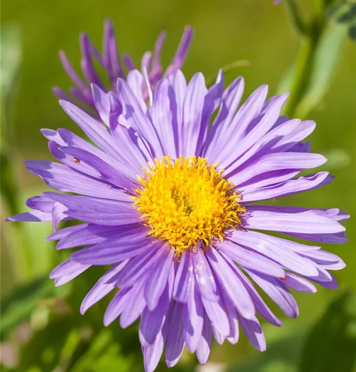 Alpenaster - Aster alpinus CH-Oekotyp