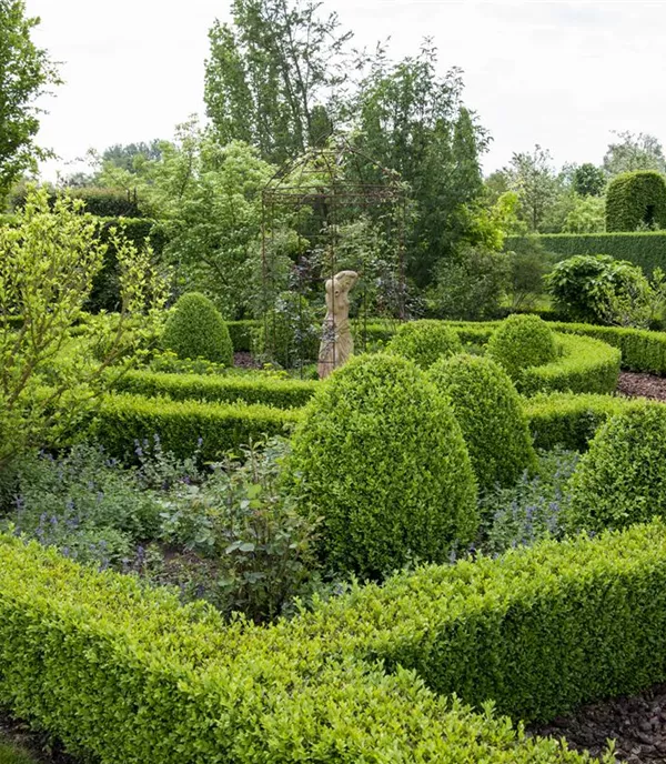 Buxus sempervirens Einfassungspflanze