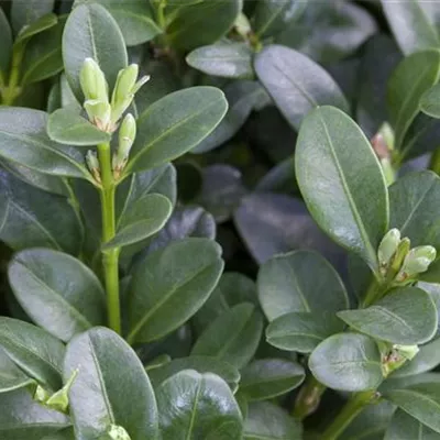 Container 50 - 60 - Buchsbaum - Buxus sempervirens 'Rotundifolia'