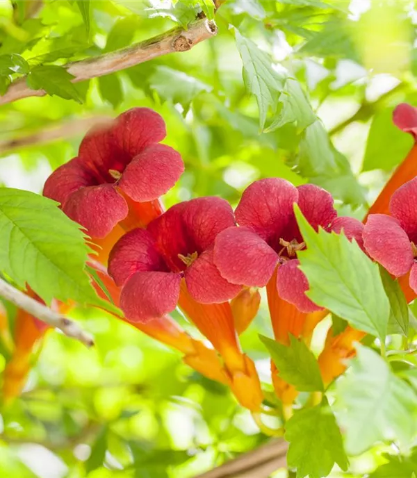 Campsis radicans