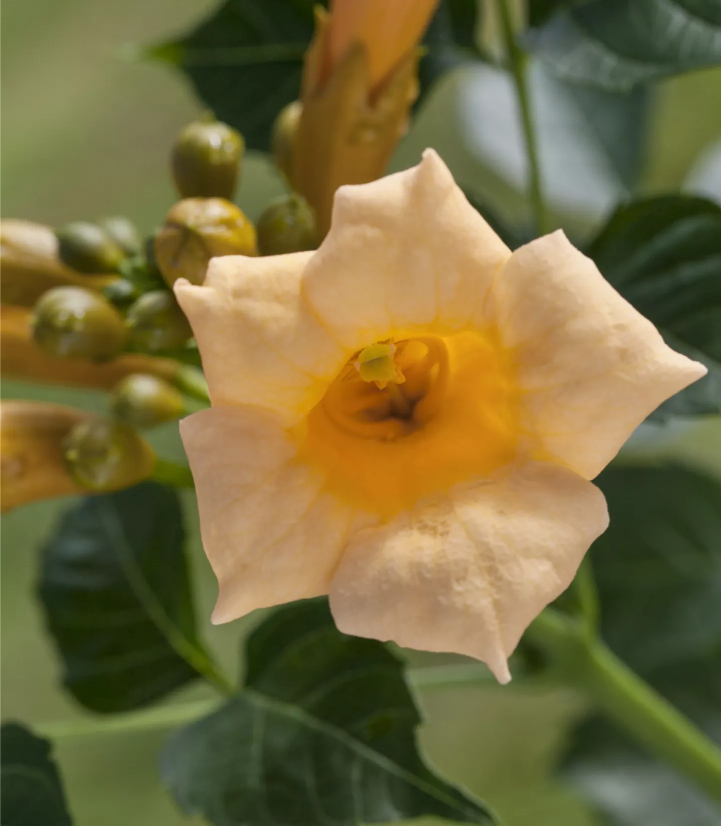 Campsis radicans 'Flava'