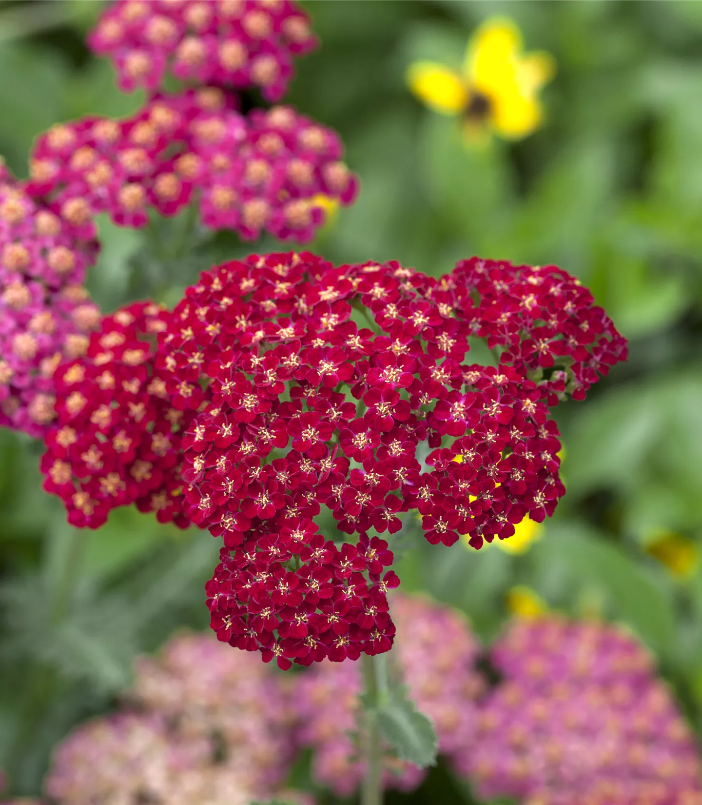 Achillea millefolium 'Red Velvet'