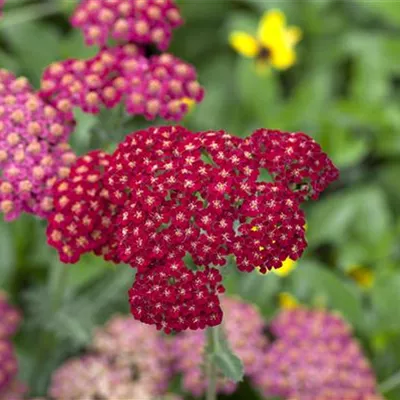 Topfgrösse 1 Liter - Gemeine Schafgarbe - Achillea millefolium 'Red Velvet'