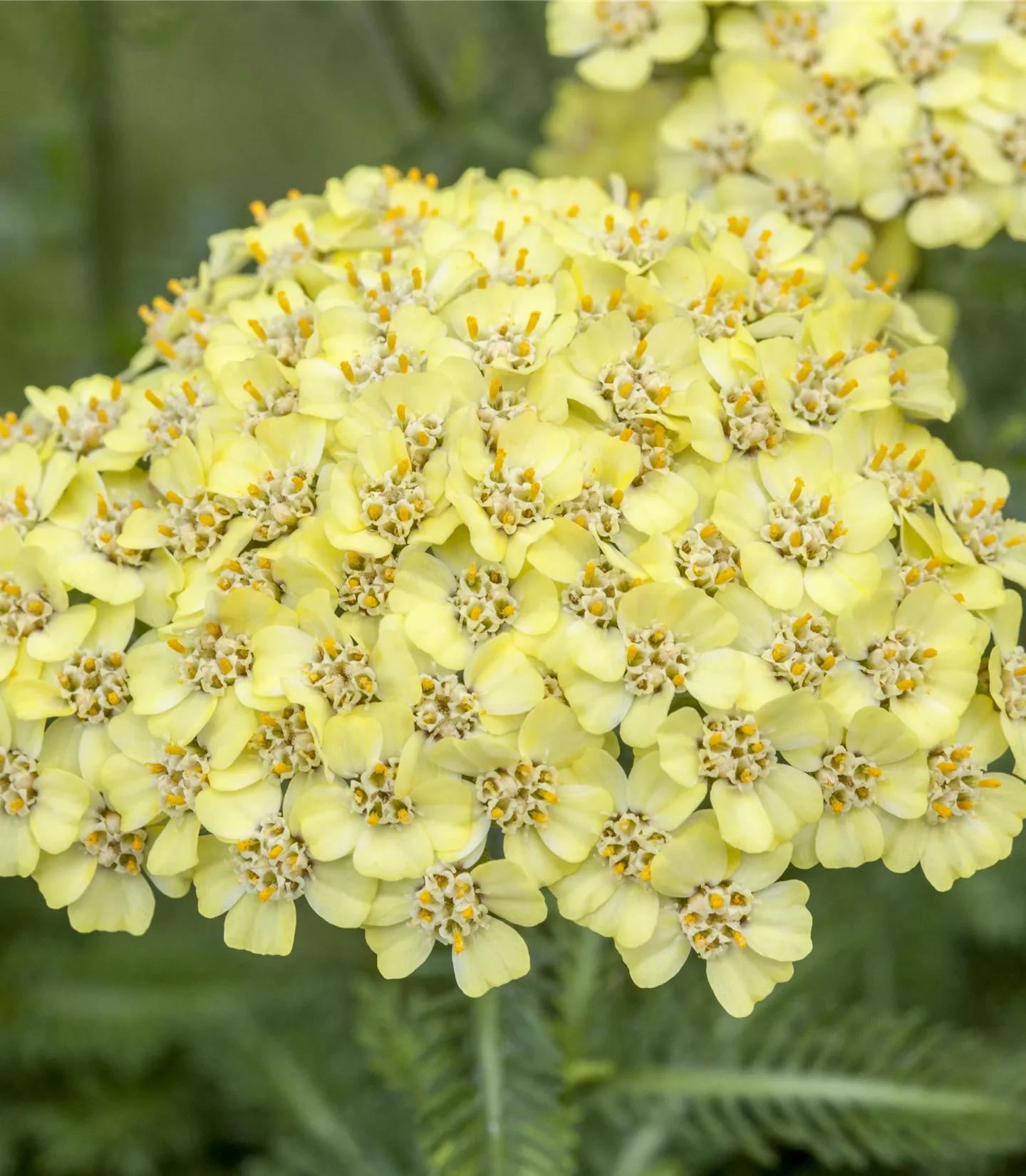 Achillea 'Sonnengold'