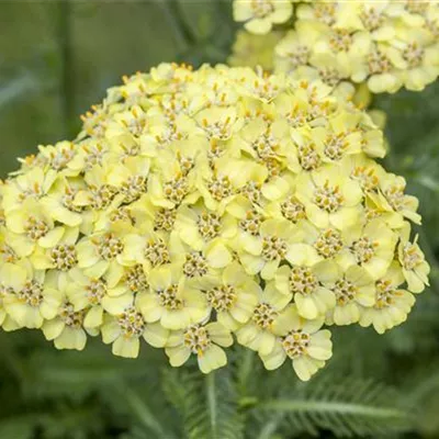 Topfgrösse 0.5 Liter - Schafgarbe - Achillea 'Sonnengold'