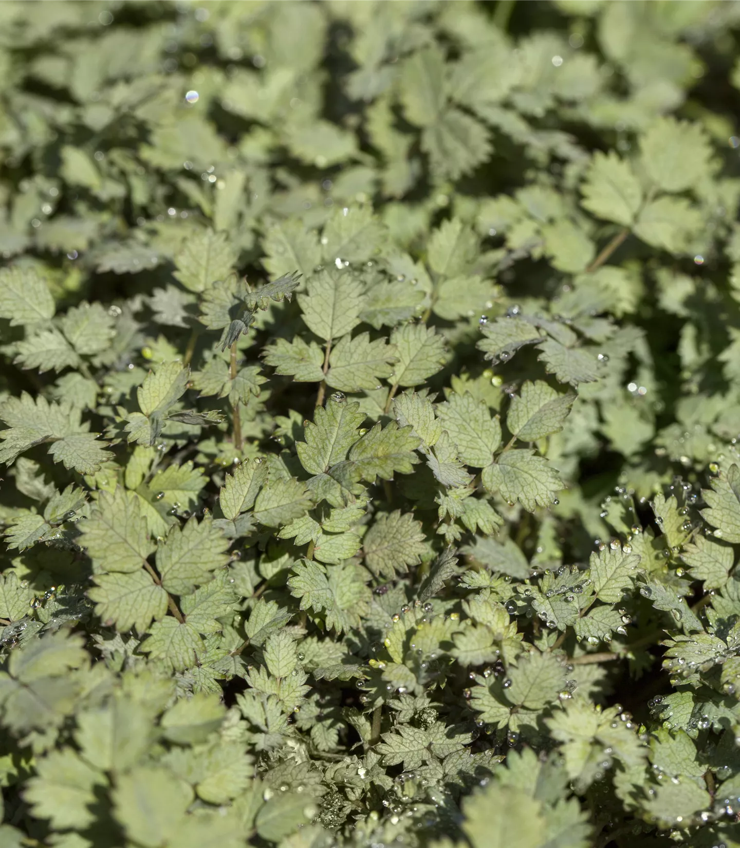 Acaena buchananii