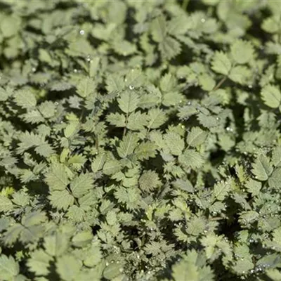 Topfgrösse 0.5 Liter - Stachelnüsschen - Acaena buchananii