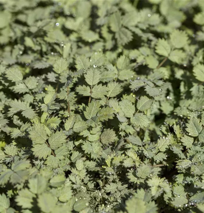 Stachelnüsschen - Acaena buchananii