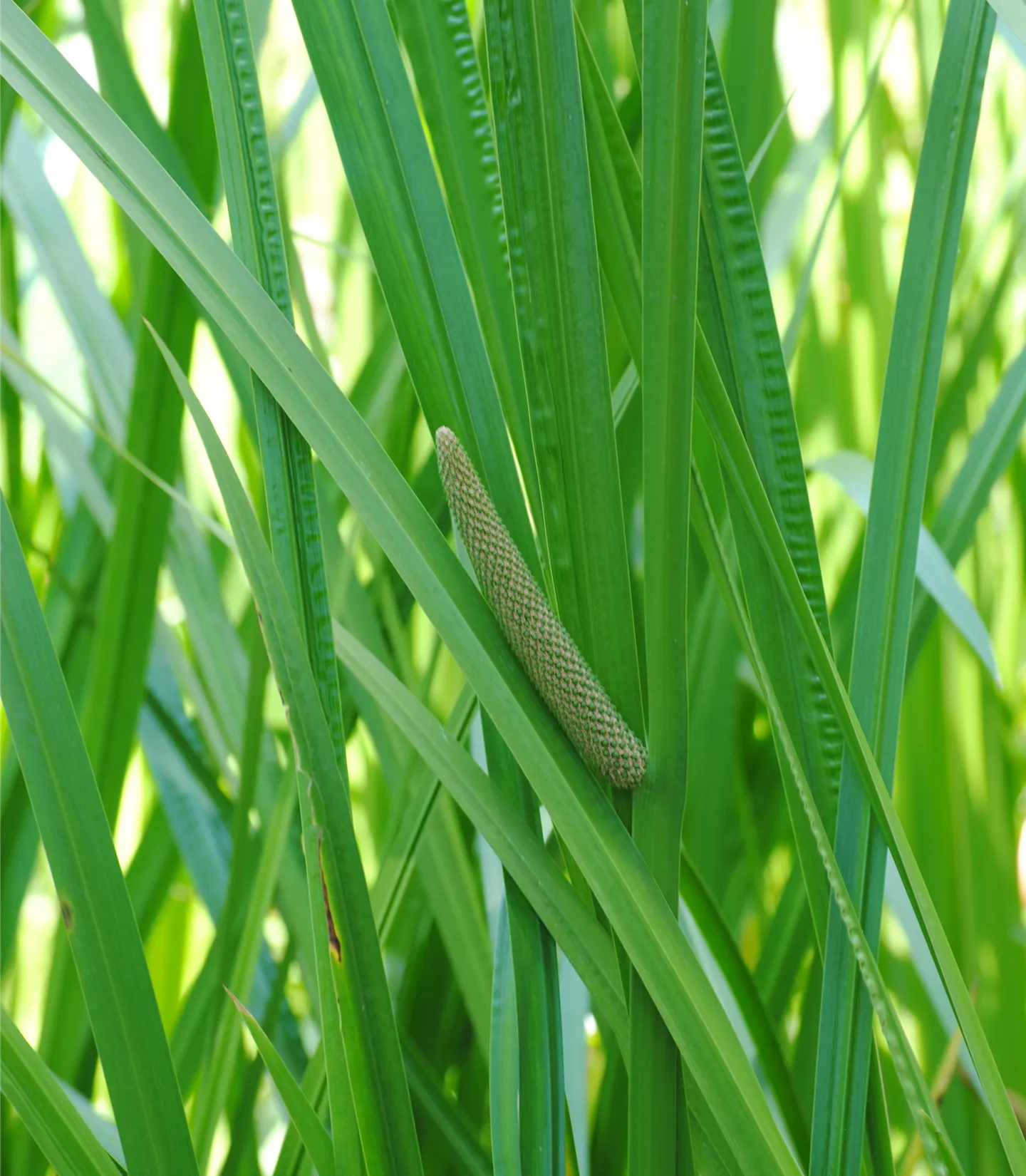 Acorus calamus