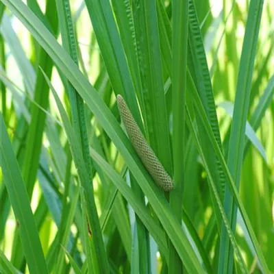 Topfgrösse 0.5 Liter - Kolbenblütiger Kalmus - Acorus calamus