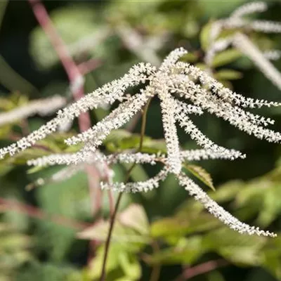 Topfgrösse 1 Liter - Geschlitzter Wald-Geissbart - Aruncus dioicus 'Kneiffii'