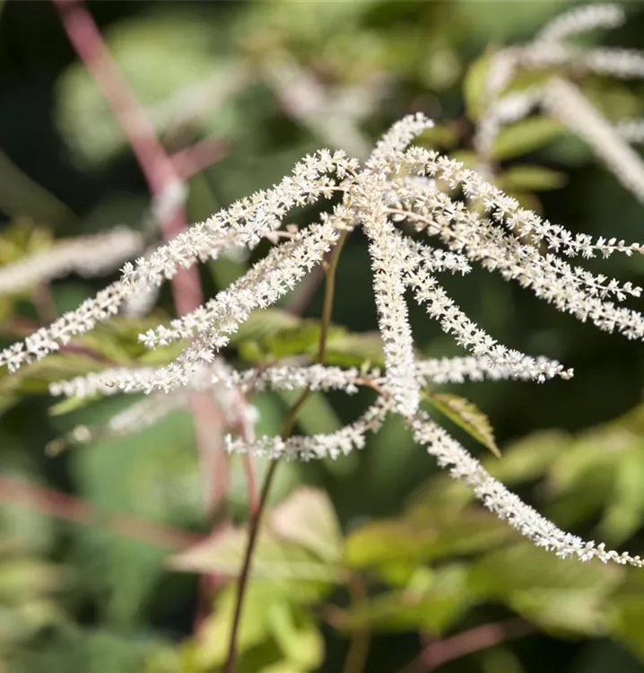 Geschlitzter Wald-Geissbart - Aruncus dioicus 'Kneiffii'