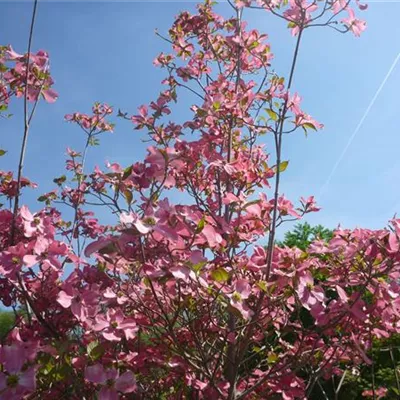 im Container 80 - 100 - Blumenhartriegel - Cornus florida f. rubra